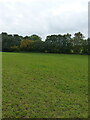 Field and footpath near Brocton Gate Farm