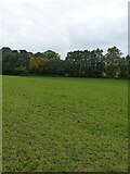 SJ9618 : Field and footpath near Brocton Gate Farm by Richard Law