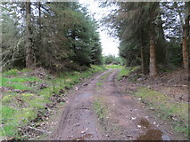 NH9649 : Lethen Estate - Forest track towards Cairn Bar by Peter Wood