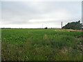TF3125 : Crop field, Loosegate by JThomas
