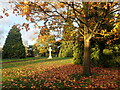 Autumn colours in Woolwich Old Cemetery