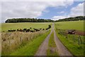 Road out of Littledeanlees