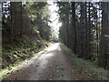 Woodland track in Erchite Wood