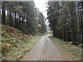 Woodland track in Erchite Wood