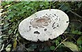 Fungus near Badlesmere