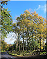 Trees beside Mill Street