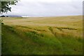 Barley near Pitillock