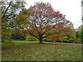 Autumn trees