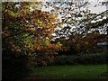 Autumn oak leaves, Houghley Gill