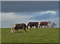 Horses grazing south of Shirebrook