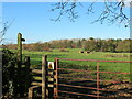 Path across the fields