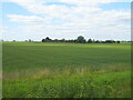 Cereal crop off Castle Dyke Bank