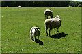 TQ6343 : Sheep and lamb by N Chadwick