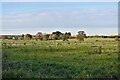 Haughley Green: Rough pasture