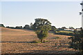 Single tree in a field