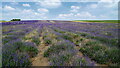 Hitchin Lavender farm, Ickleford, Hitchin