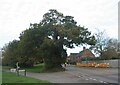 SP3474 : Baginton oak by E Gammie