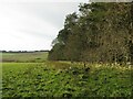 View from woodland strip over Allan Water towards Allanshaws near Lauder