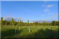 Oakfield Wood; woodland burial ground