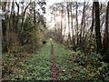 Cadney Moss: woodland track