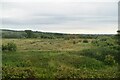 Rough grassland near Brading