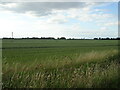 Cereal crop near Page Walk Farm