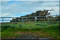 NU1734 : Bamburgh : Grassy Field & Gate by Lewis Clarke