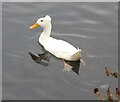 Crested duck, Faversham