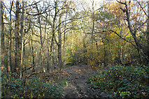 SD8303 : Woodland path in Heaton Park by Bill Boaden