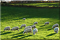 Sheep at Rhynie