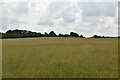 Meadow near Castweazel Farm