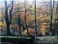 Autumn trees in Cobnar Wood