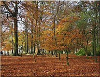 SK2579 : Autumn colour in Granby Wood by Graham Hogg