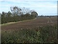 Hedge with trees, west of Carlton