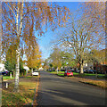 Walpole Road: autumn colours