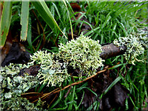 H4772 : Lichen on a twig, Mullaghmore by Kenneth  Allen