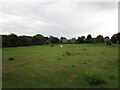 Grazing horses, Aldwincle