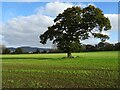 Oak tree in an arable field