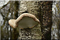 Tree fungus, Altamuskin