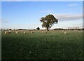 Sheep grazing near Fulbeck