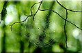 ST8084 : Spiders Web, Little Badminton, Gloucestershire 1995 by Ray Bird