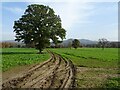 An oak tree in an arable field