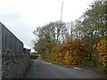 Autumn colour in beech hedge, West Buckland