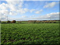 Grassland near Caunton