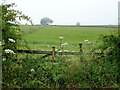 Cereal crop near Highfield Farm