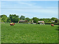 Livestock, Quennels Farm