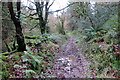 Llwybr ceffyl coedog / Wooded bridleway