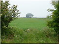 Crop field near Highfield Farm