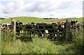 SD8852 : Cows at field gateway on south side of road below Fudtheroe Hill by Luke Shaw