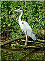 Grey Heron north of Fordhouses in Wolverhampton